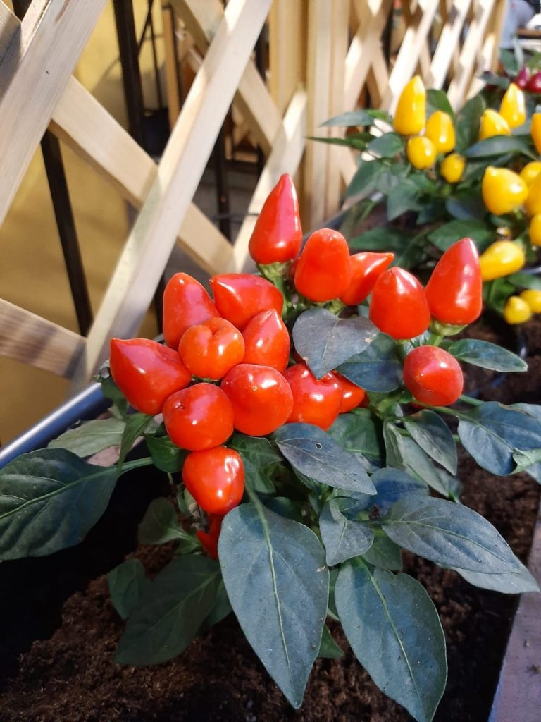 Peperoncino rosso in un vaso del terrazzo interno della biblioteca, foto